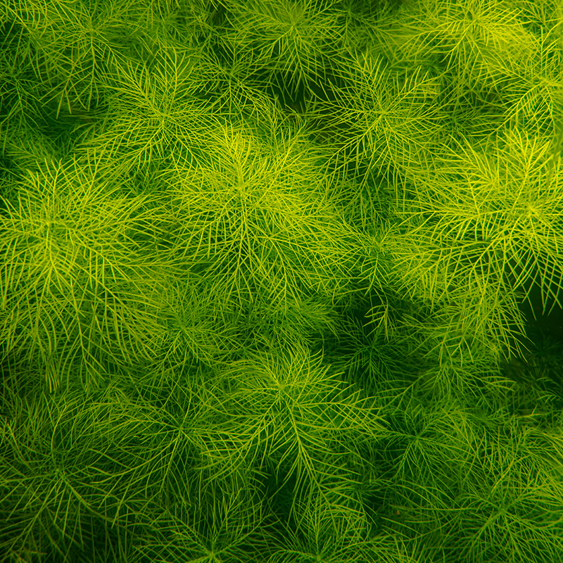 Myriophyllum mattogrossense - Image 2