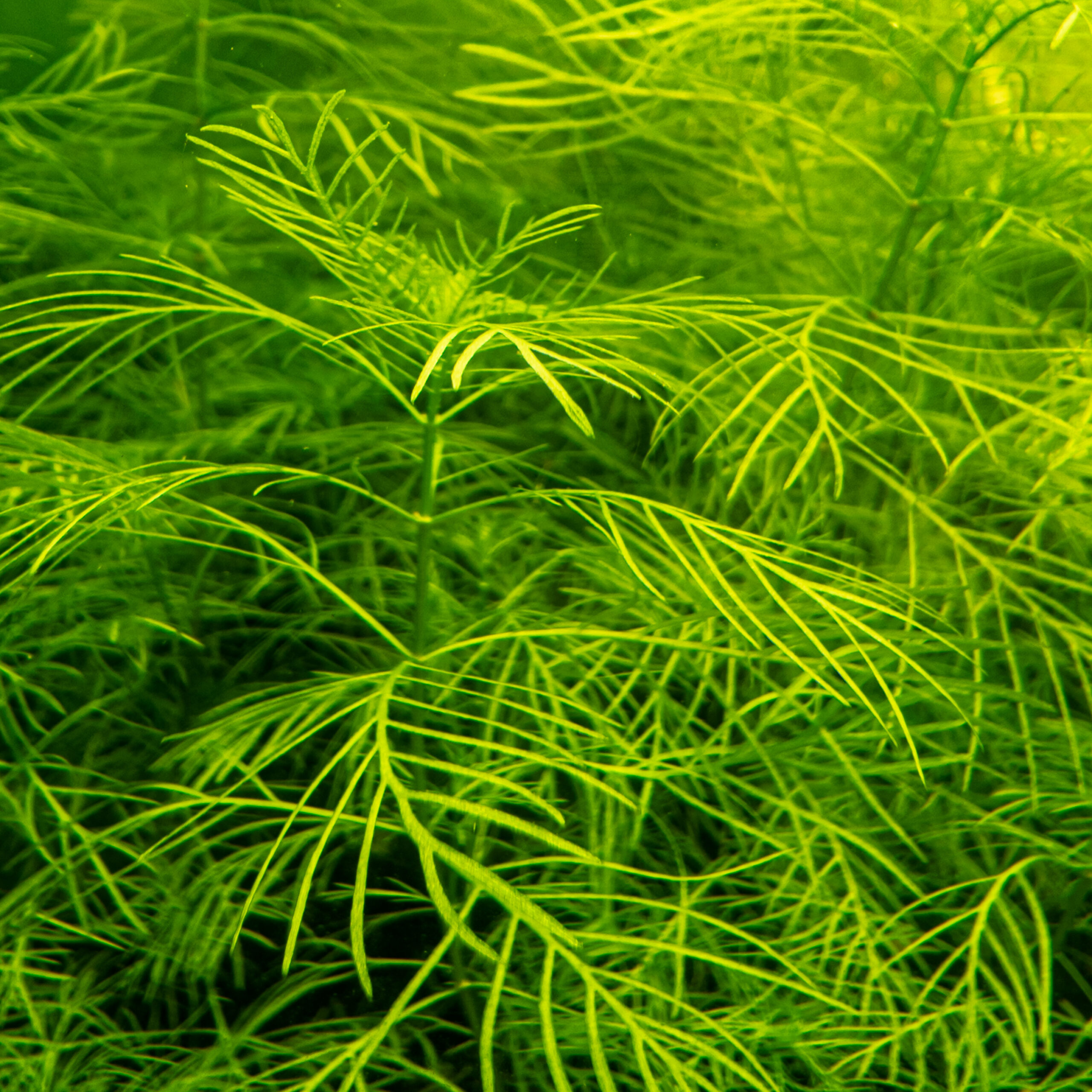 Myriophyllum mattogrossense - Image 3