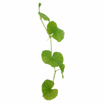 Brazilian Pennywort - Image 2