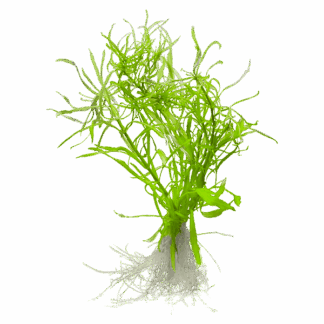 Pogostemon stellatus
