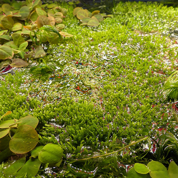 Riccia fluitans - Image 2