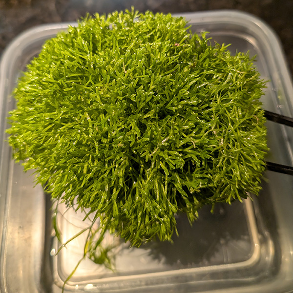 Riccia fluitans - Image 3