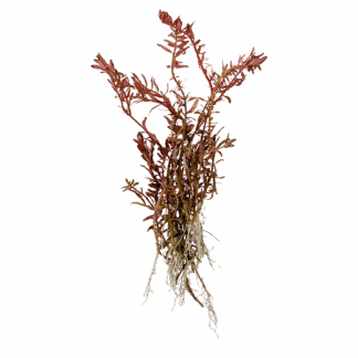 Rotala rotundifolia 'red'