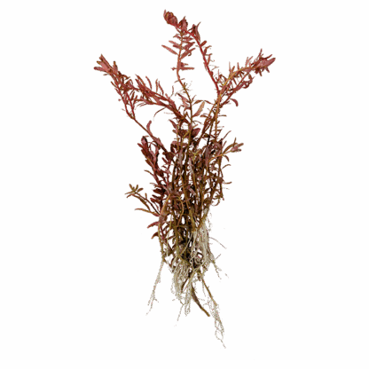Rotala rotundifolia 'red'
