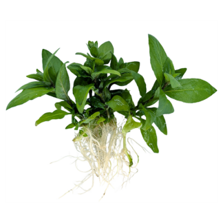 Staurogyne repens